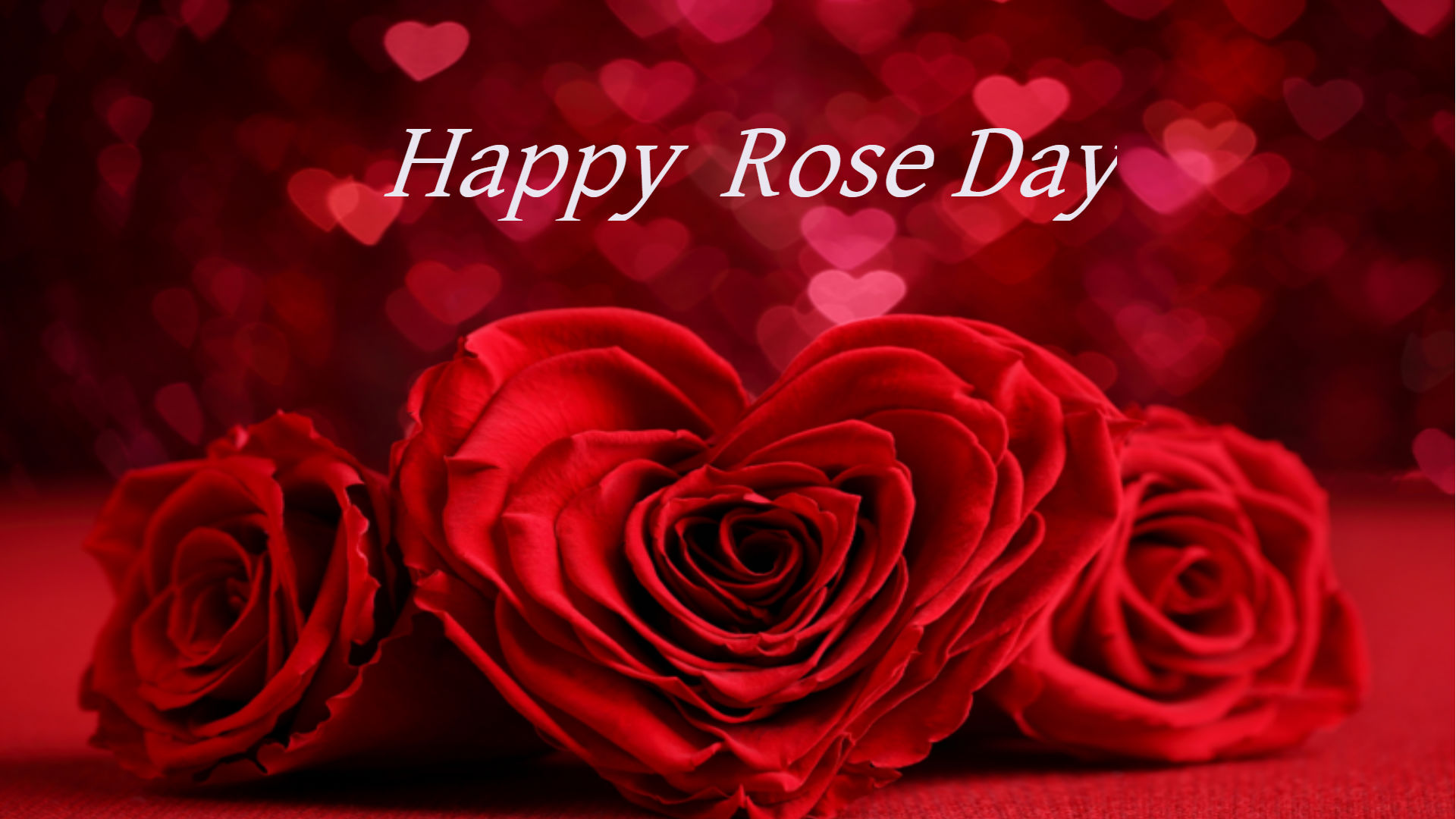 Rose Day 2020 Quotes, Wallpaper, Sms, Song