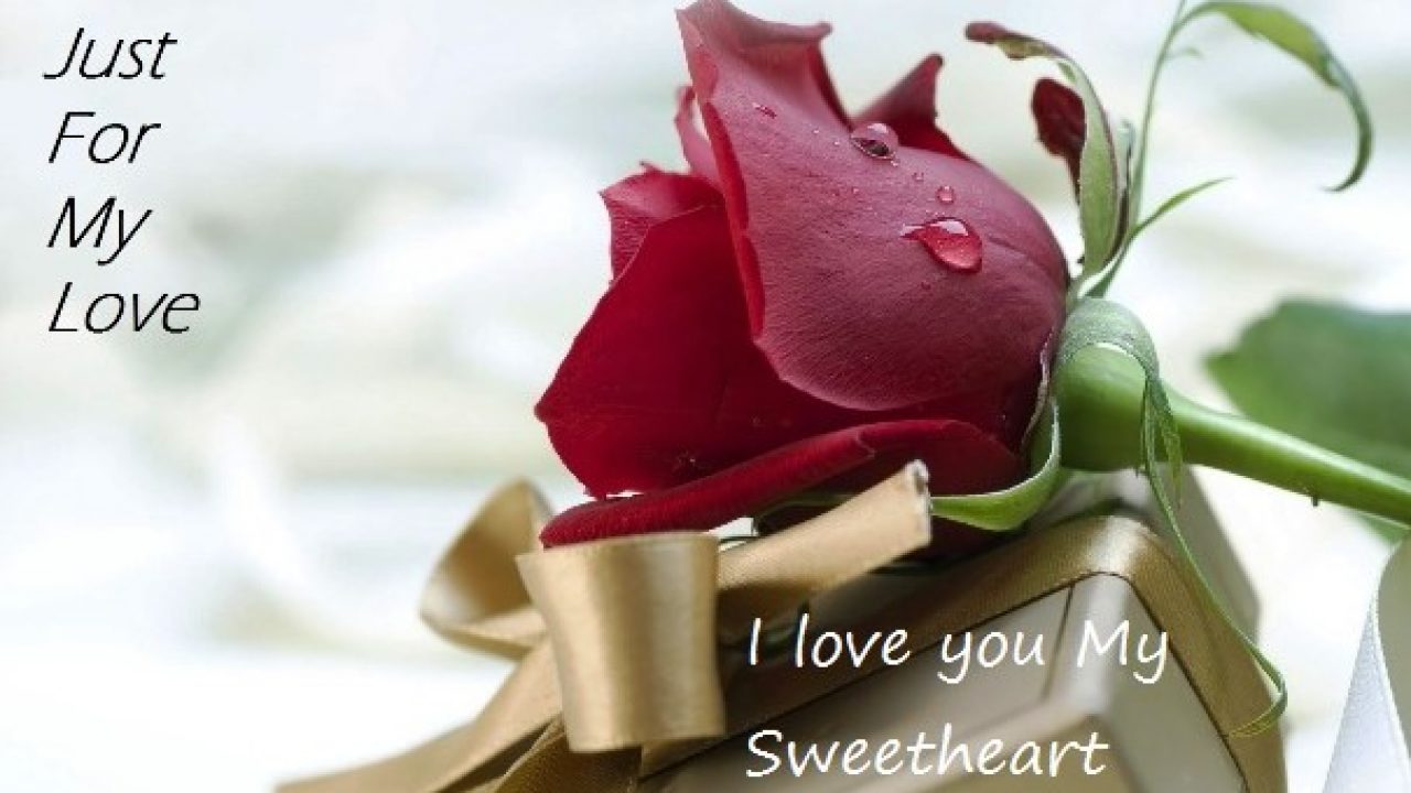 Valentine Week Rose Day Images HD Download