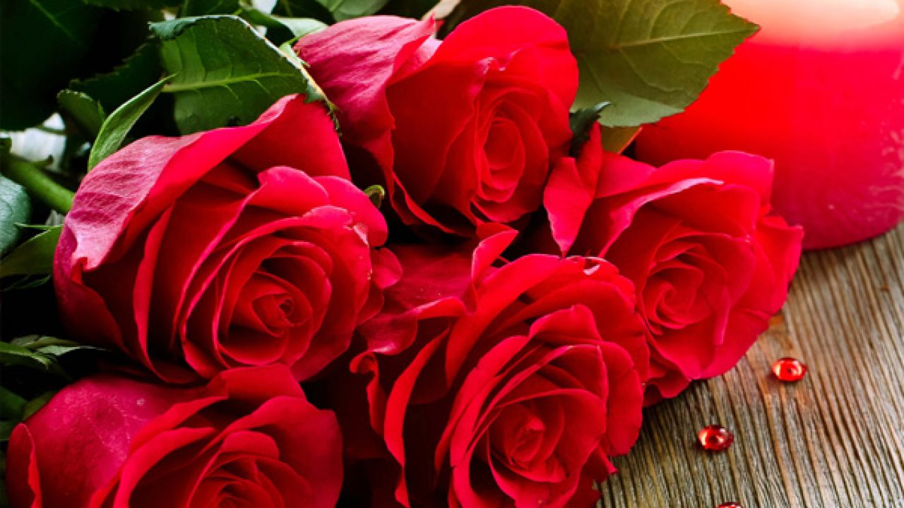 Valentine Week Rose Day Images HD Download