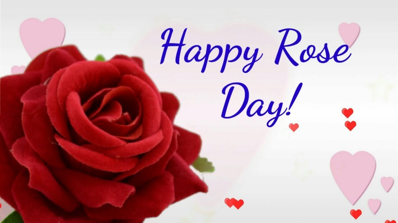 Valentine Week Rose Day Images HD Download
