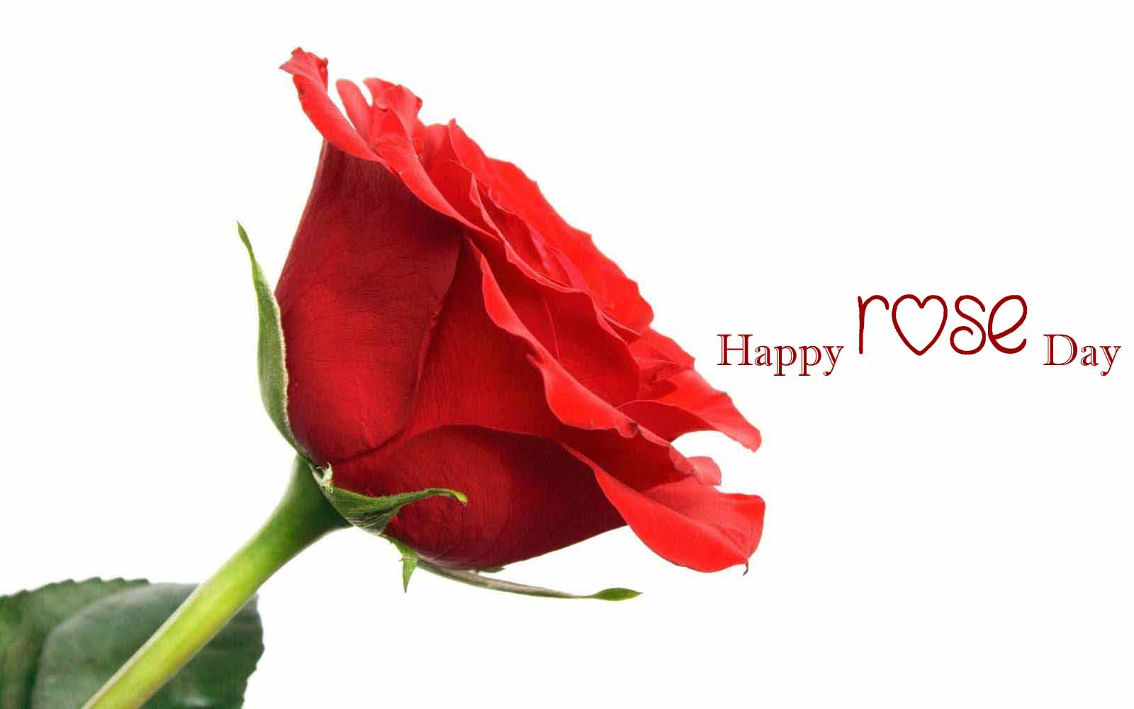 Valentine Week Rose Day Images HD Download