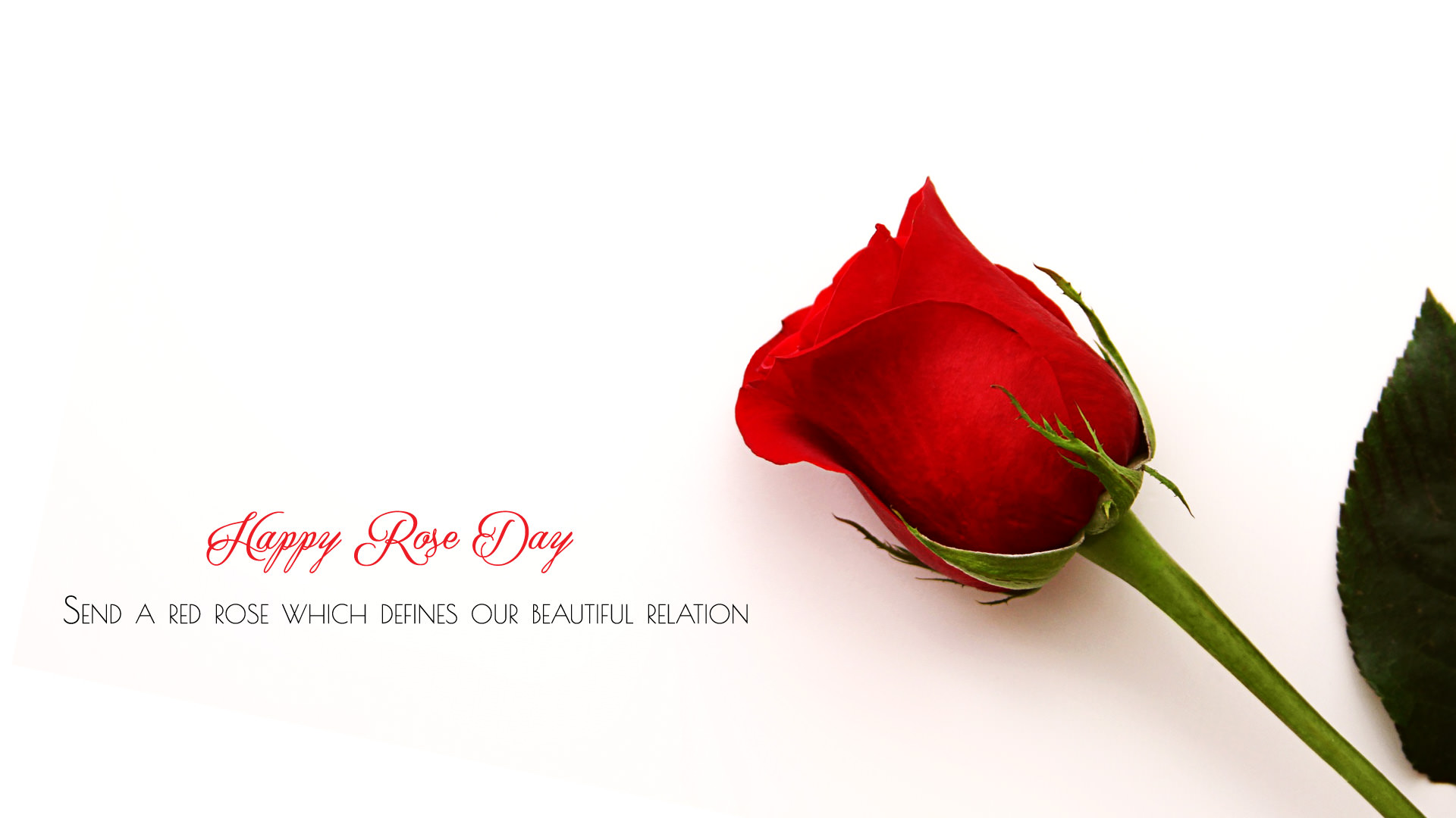 Rose Day 2020 Quotes, Wallpaper, Sms, Song