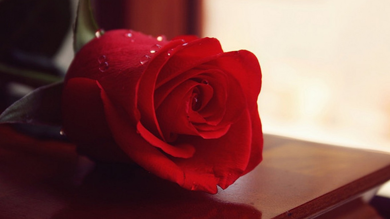 Rose Day 2020 Quotes, Wallpaper, Sms, Song