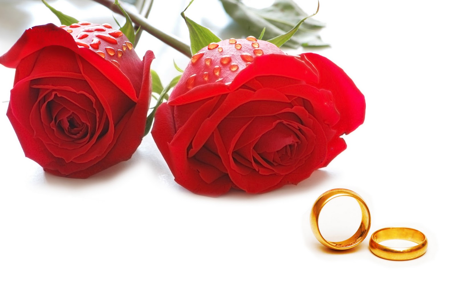 Rose Day 2020 Quotes, Wallpaper, Sms, Song