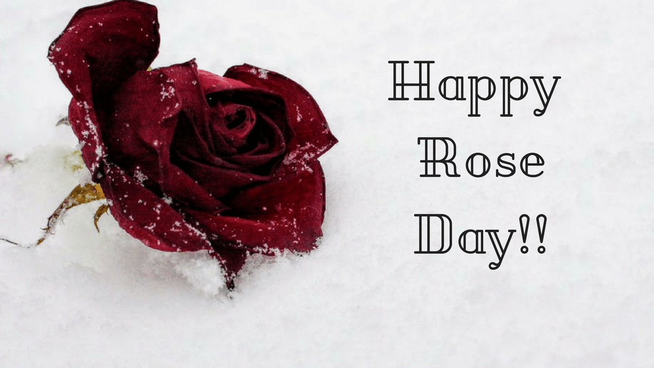 Rose Day 2020 Quotes, Wallpaper, Sms, Song