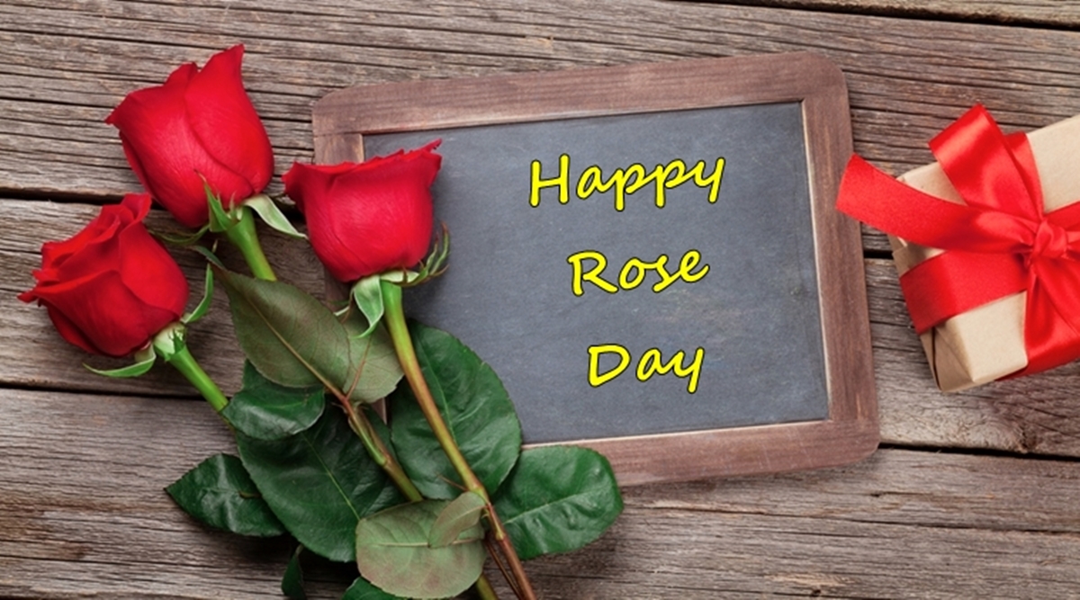 Valentine Week Rose Day Images HD Download